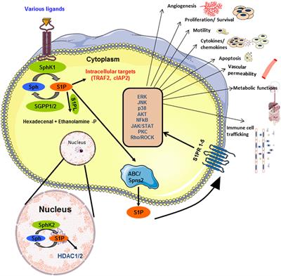 Sphingosine 1-Phosphate: A Novel Target for Lung Disorders